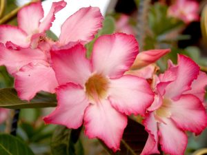 Growing Adenium Desert Rose Indoors