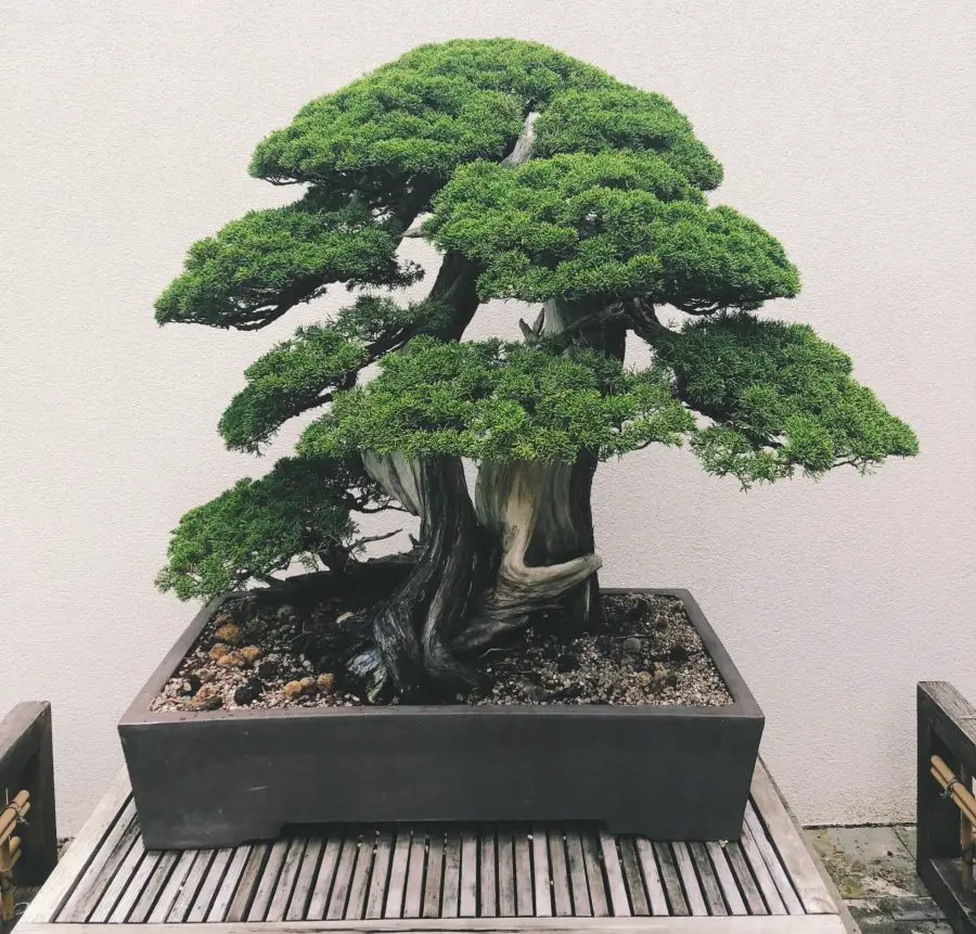 Bonsai Soil Basics: Discover These Top 3 Ingredients