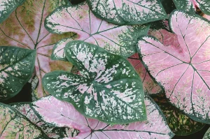 How To Care For Caladiums In Pots
