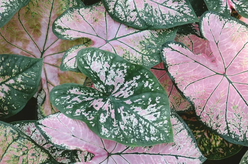 growing caladiums in pots 