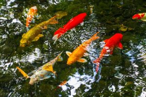 Backyard Koi Fish Ponds - 7 Useful Tips