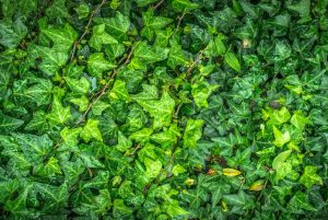 How To Grow English Ivy Indoors