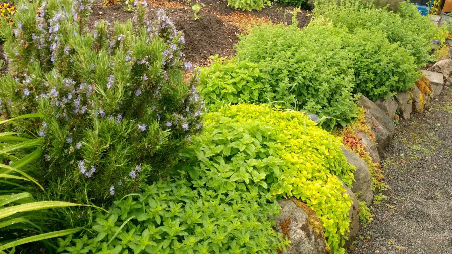 Growing an Herb Garden