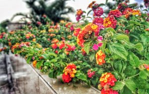 Lantana Care In Pots