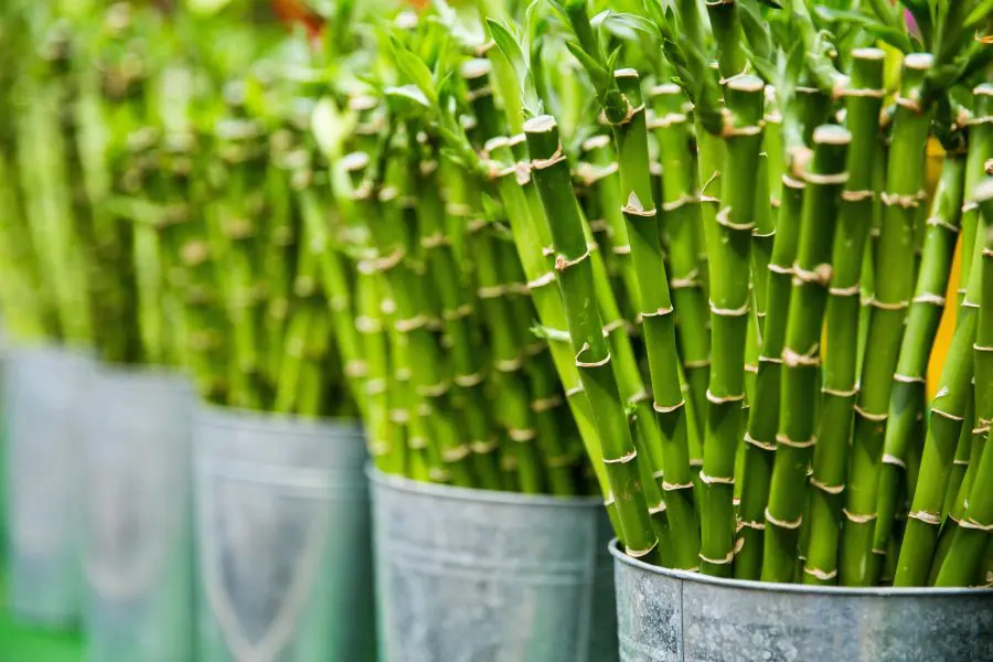 lucky bamboo in buckets