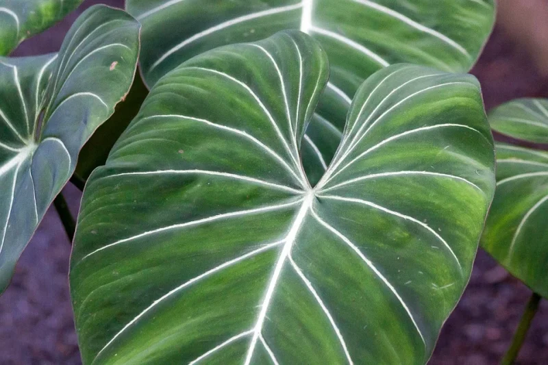 Philodendron Care Indoors - Philodendron gloriosum