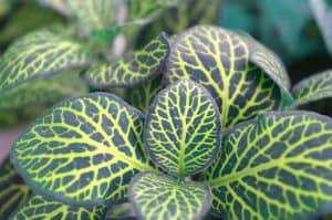 Nerve Plant Care Guide
