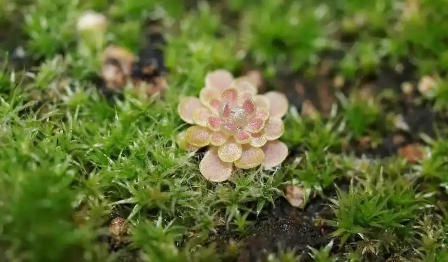 Butterworts - Pinguicula