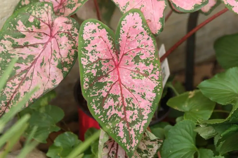 How To Care For Caladiums In Pots