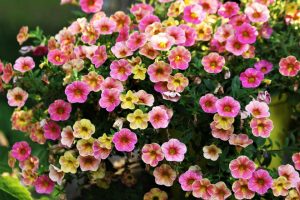 How To Care For Calibrachoa Hanging Baskets