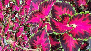 Coleus Indoor Care