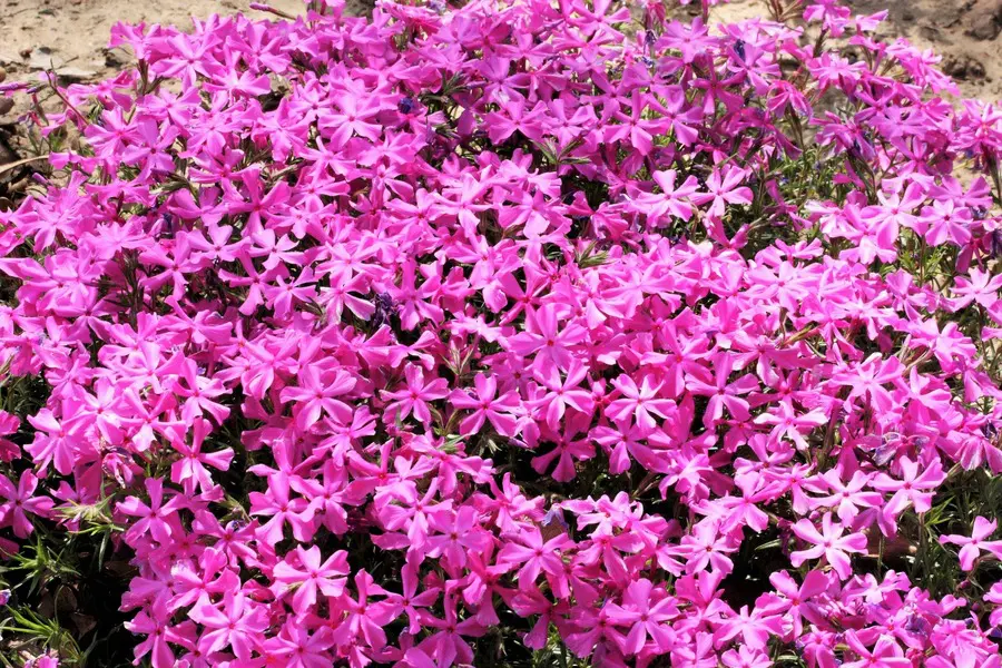 How To Plant Creeping Phlox