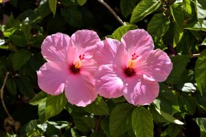 Hibiscus Plant Care Indoors