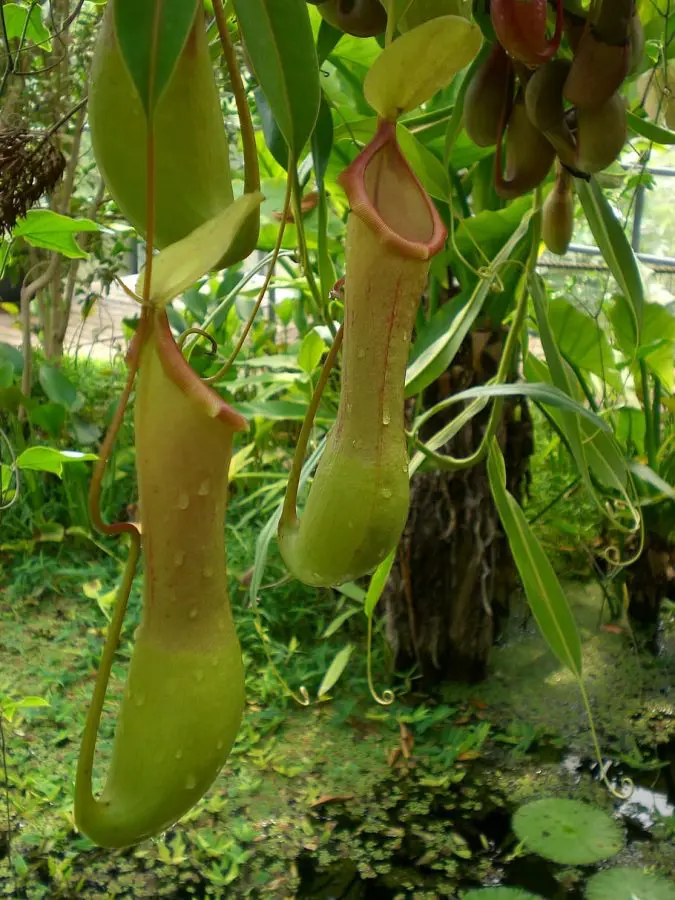 Nepenthes Natural Habitat