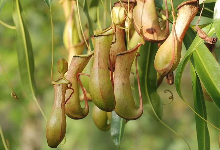 Nepenthes pitchers