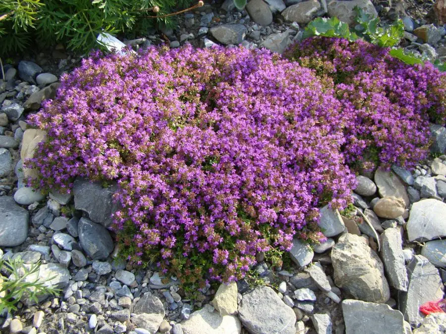 How To Grow Creeping Thyme