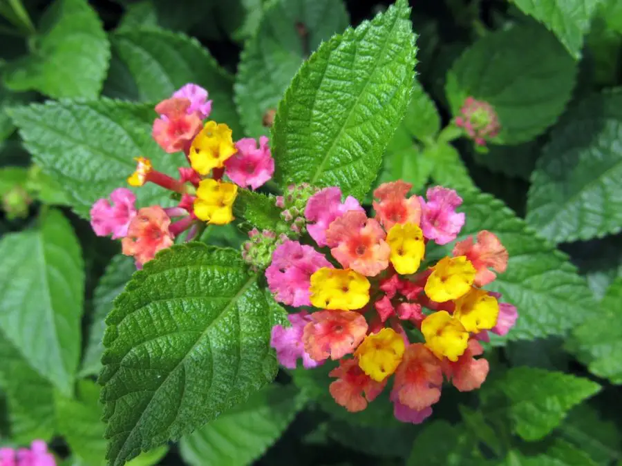 How To Care For Lantana In Pots