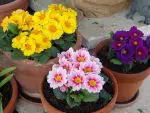 Best Soil for Dahlias in Pots