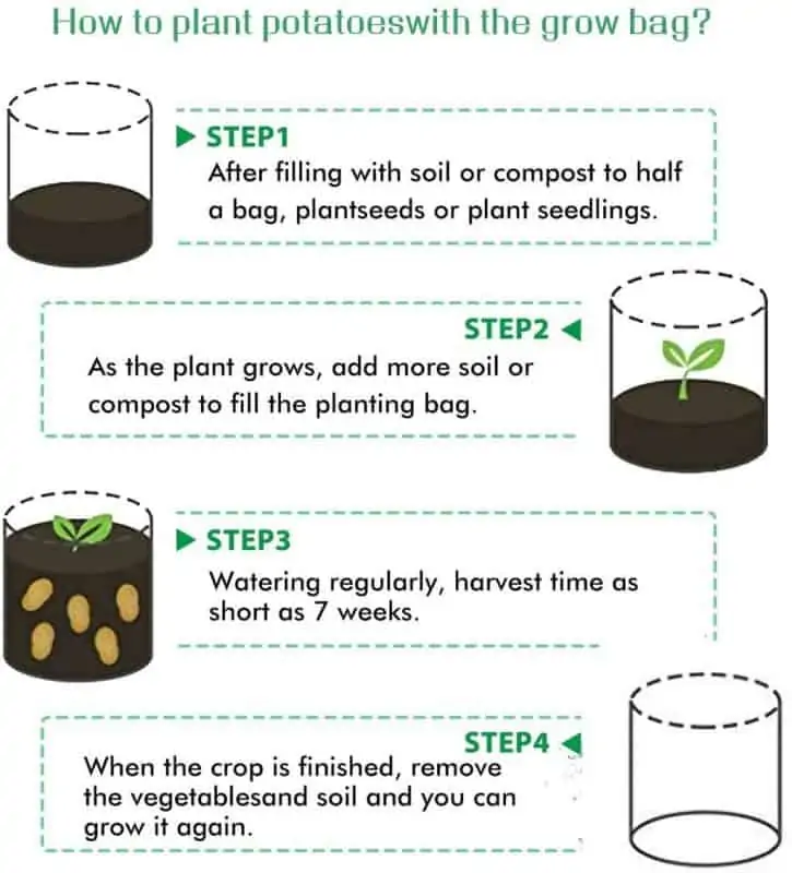 How to grow sweet potatoes in potato bags