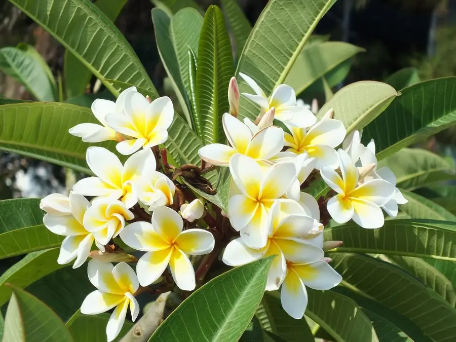 Growing Plumeria In Pots Indoors