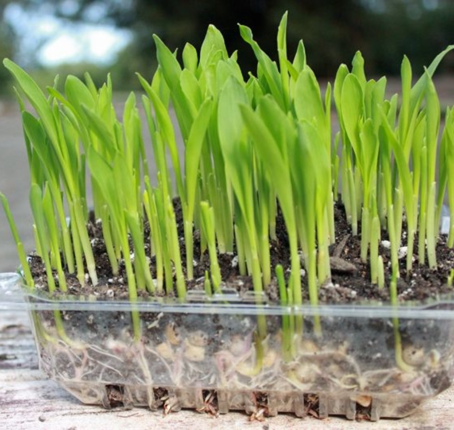 How To Grow Poporn Microgreens