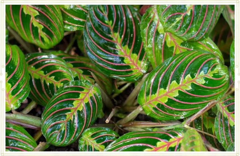 Prayer Plant Care Instructions