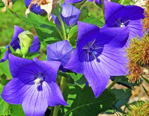 Can You Grow Balloon Flowers In Pots?