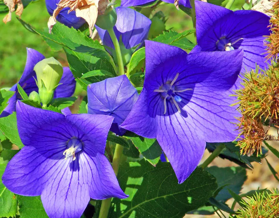 Can You Grow Balloon Flowers In Pots?