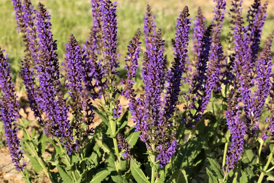 Growing Salvias In Pots