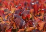 How To Grow Amaranth Microgreens (In 7 Easy Steps)