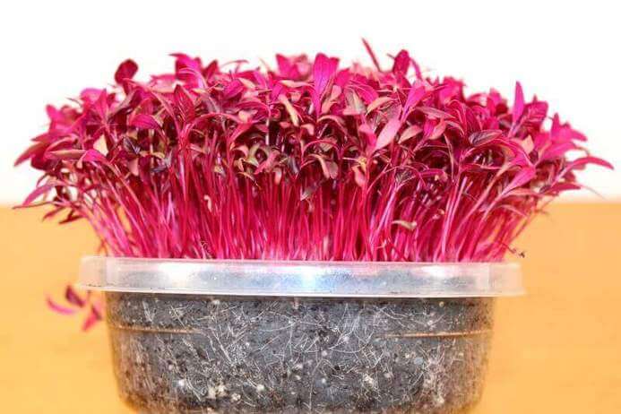 red amaranth microgreens ready for harvest