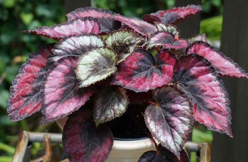 Rex Begonia Care Indoors