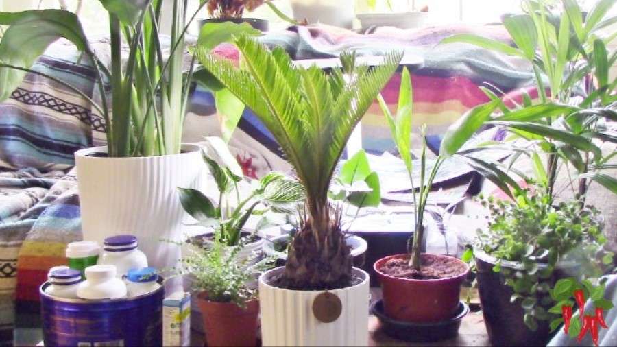 Easy Cycas revoluta Guide