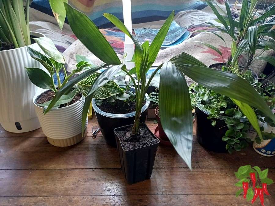 Kentia Palm Care Indoors