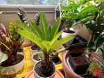 Sago Palm Care Indoors - Easy Cycas revoluta Guide