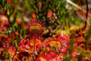 How to Grow Sundews Indoors - Drosera-rotundifolia