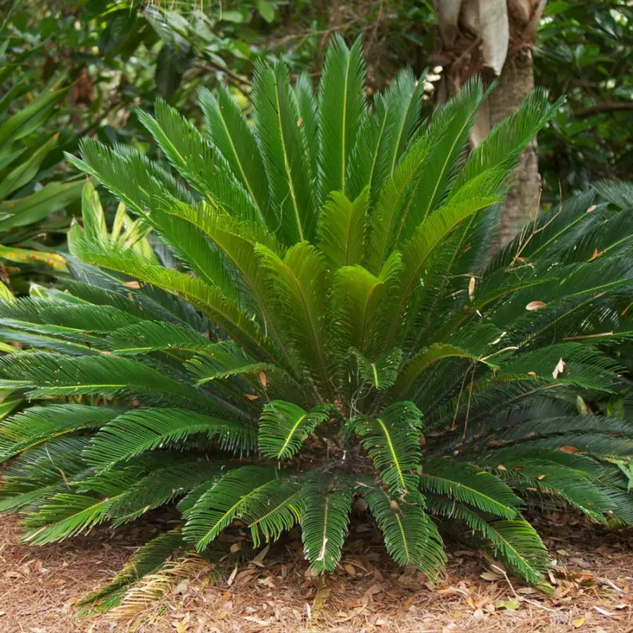 Growing Sago Palms In Pots