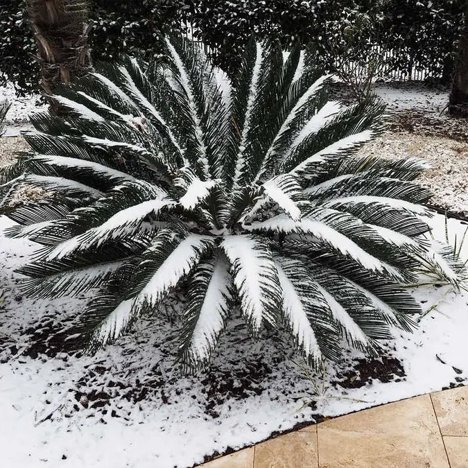 snow covered sago palm