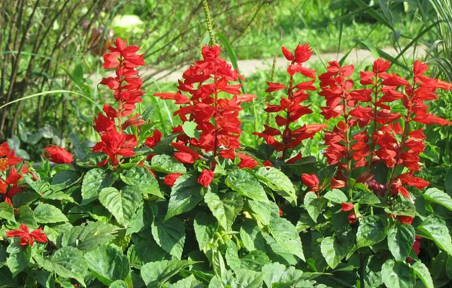 Growing Salvia in Pots