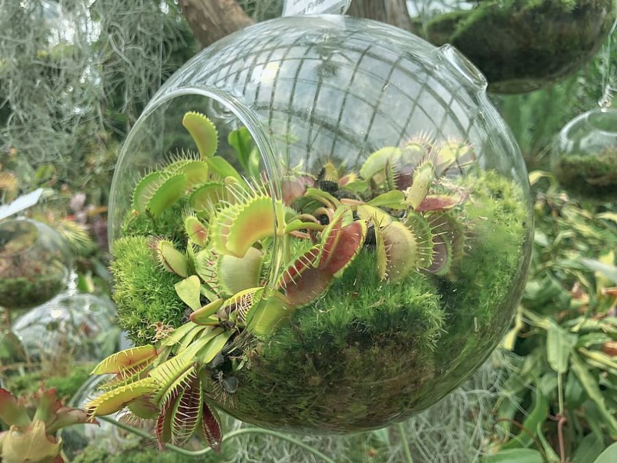 Venus flytrap terrarium