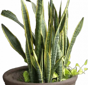 Indoor Snake Plant Care