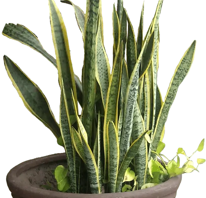 Snake Plant Care