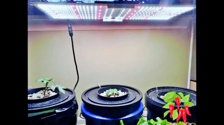 Spider Farmer SF 2000 Over My DWC Buckets