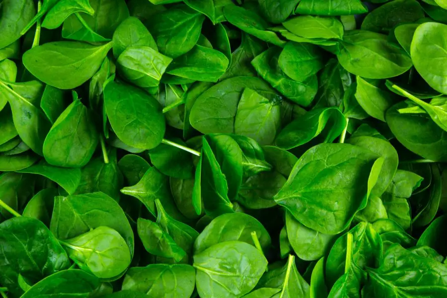 Growing Baby Greens Indoors - Baby spinach greens