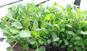 How To Grow Spinach Microgreens