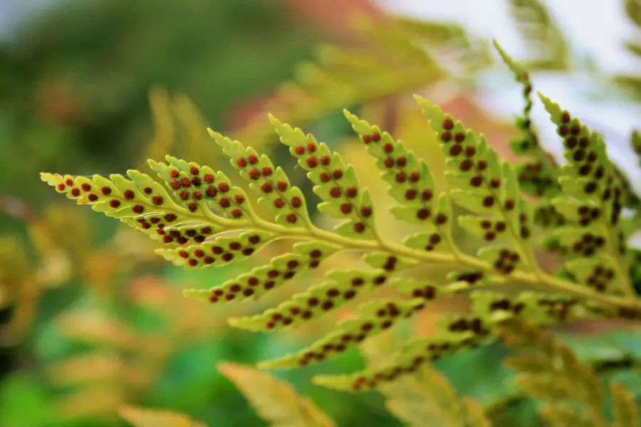 Spores on the underside of a fern leaf