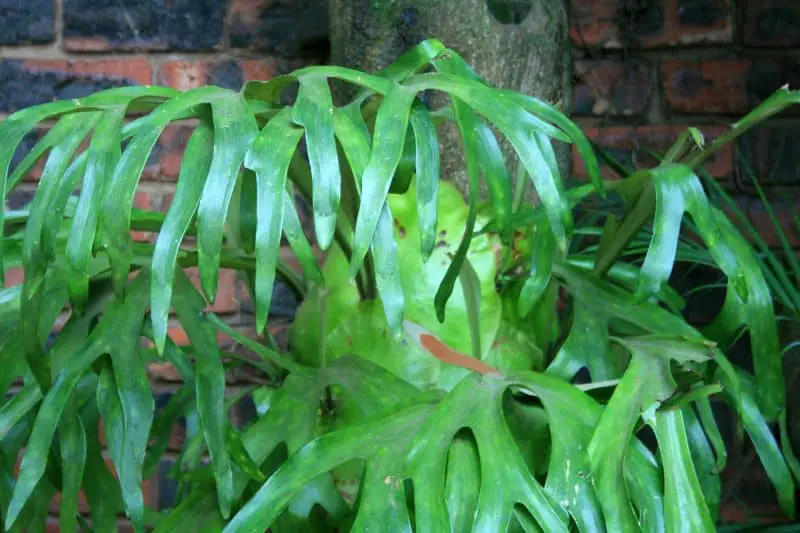 Staghorn Fern Care Indoors