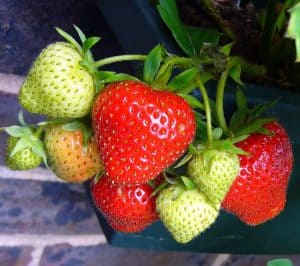 growing hydroponic strawberries