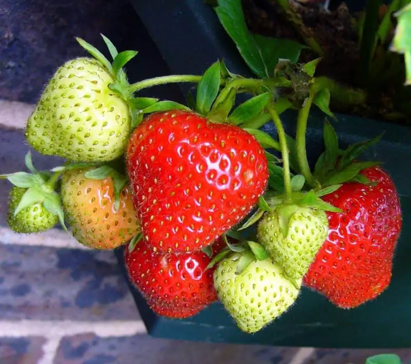 How To Grow Strawberries Hydroponically Indoors