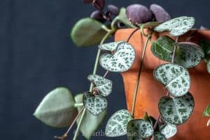 String Of Hearts Plant Care Tips